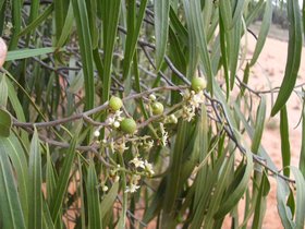Geijera parvifolia (5).JPG